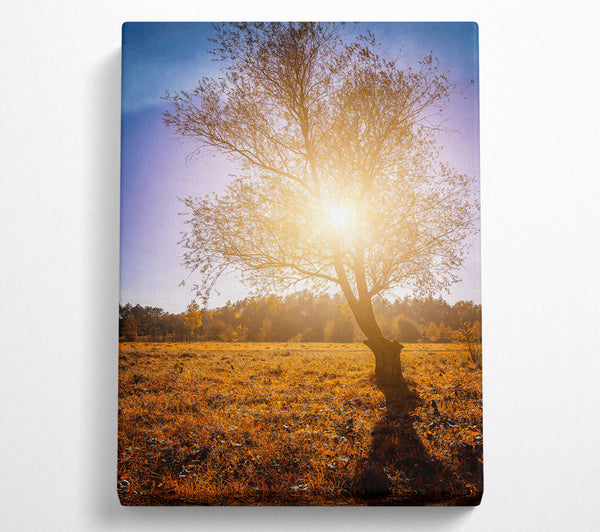  A Canvas Print of Golden Sunlit Tree Canvas Art