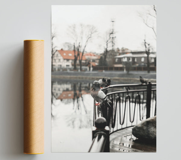 Grey Dove On Railing Print