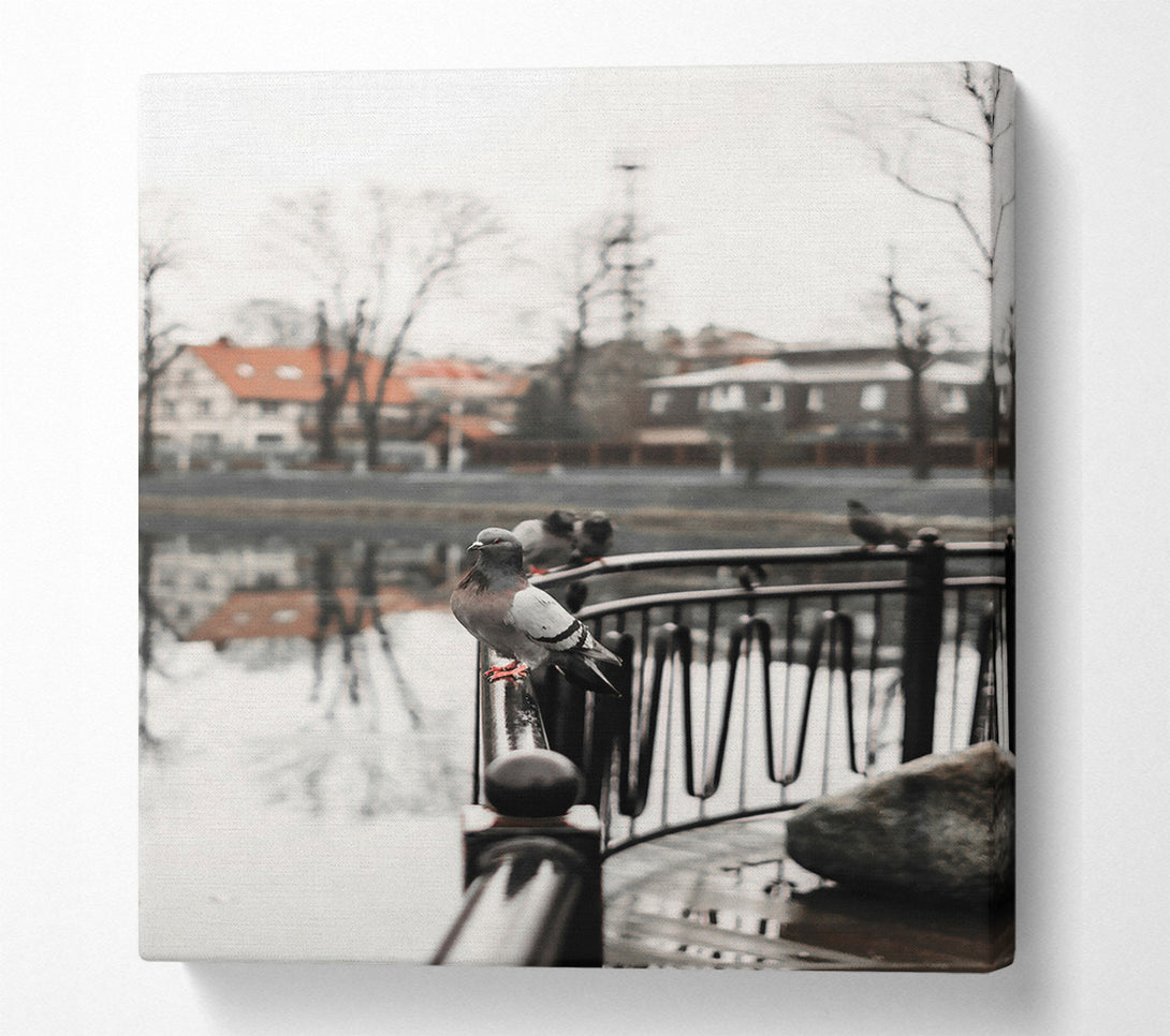  A Canvas Print of Grey Dove On Railing Canvas Wall Art