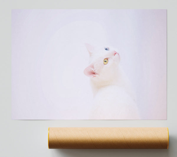 White Cat Gaze Poster