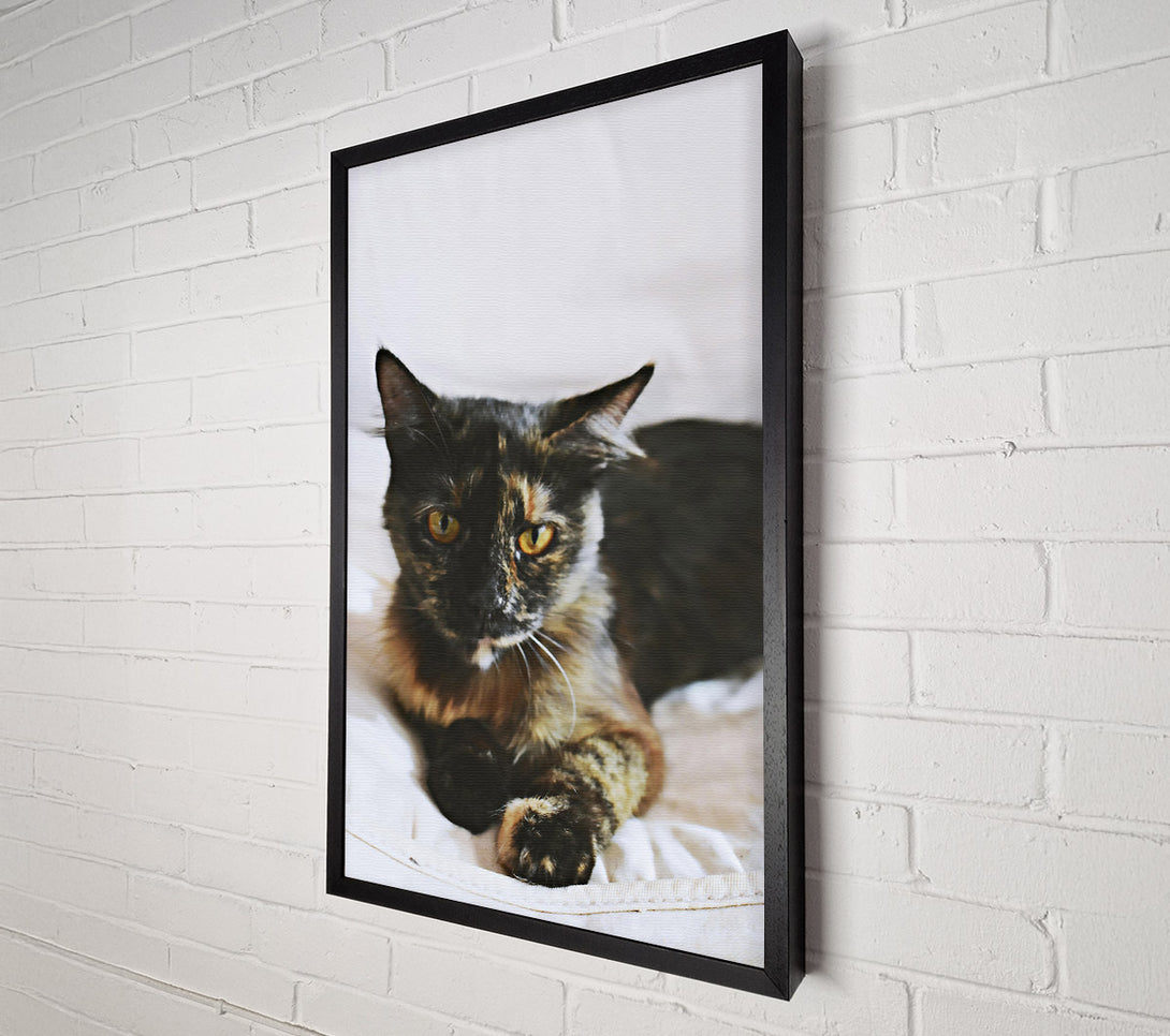  A Canvas Print of Black And Golden Gaze Canvas Wall Art