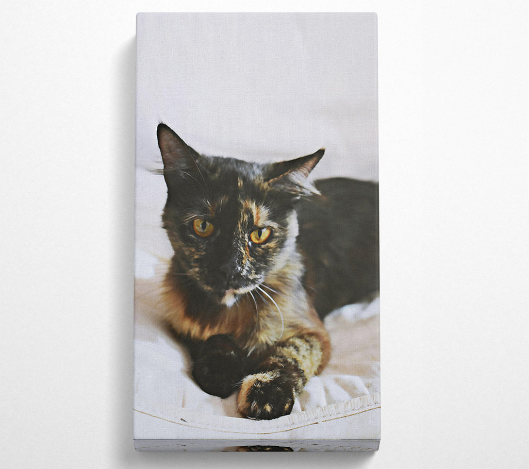  A Canvas Print of Black And Golden Gaze Canvas Wall Art