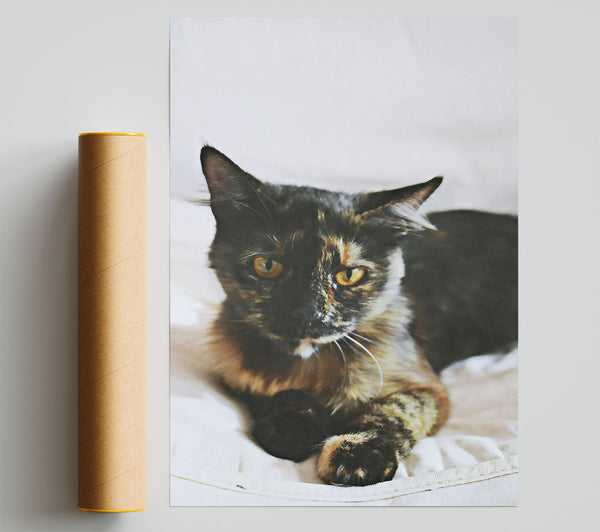 Black And Golden Gaze Poster