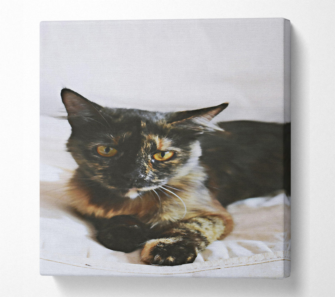 A Canvas Print of Black And Golden Gaze Canvas Wall Art