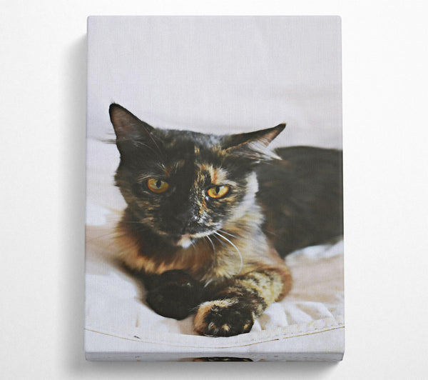  A Canvas Print of Black And Golden Gaze Canvas Wall Art