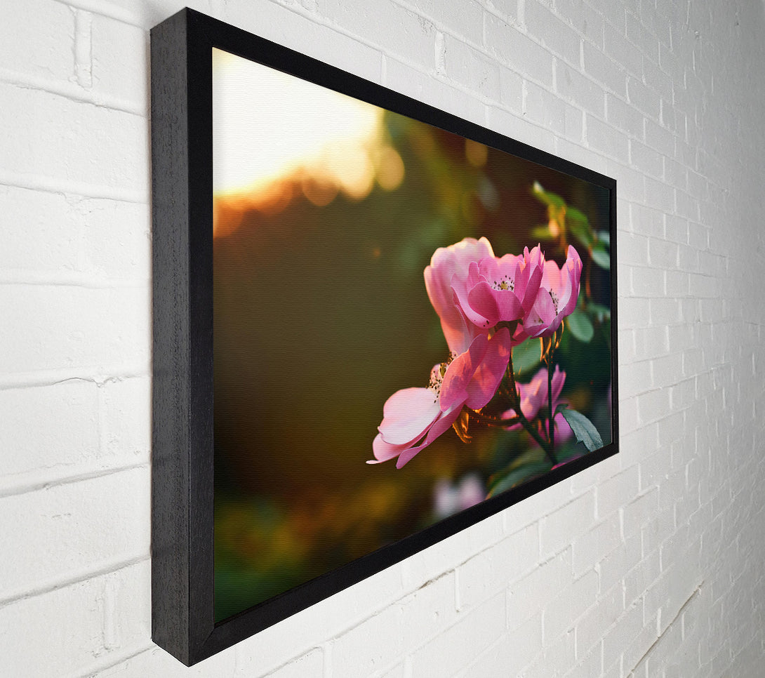  A Canvas Print of Pink Rose Glow Canvas Wall Art