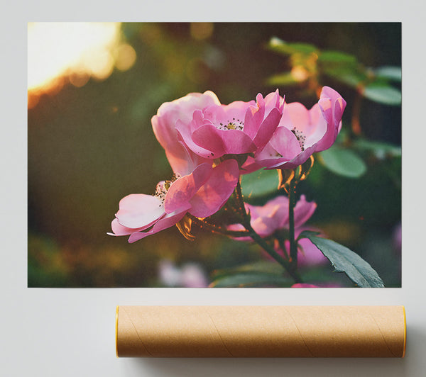 Pink Rose Glow Print