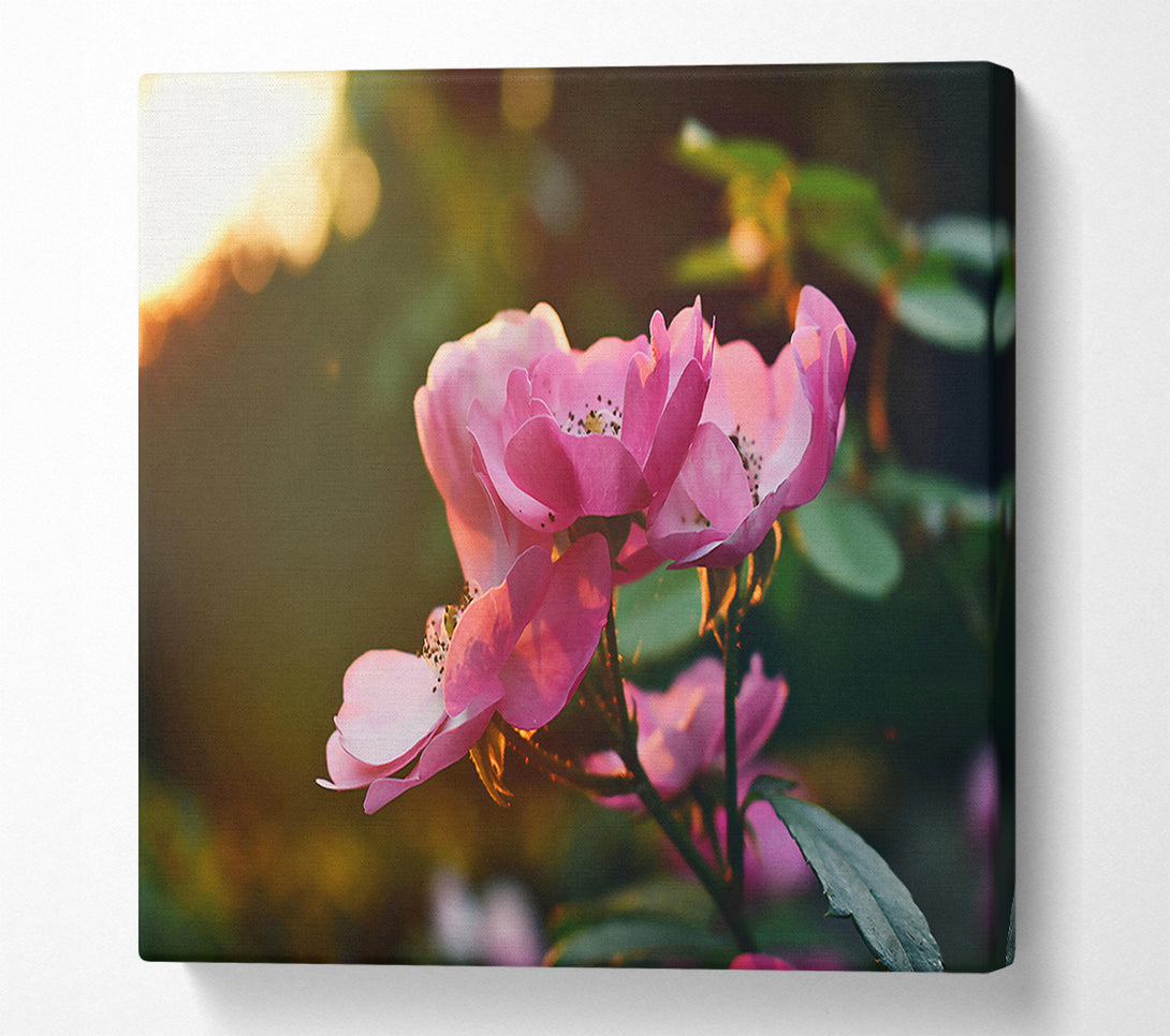  A Canvas Print of Pink Rose Glow Canvas Wall Art