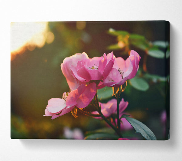  A Canvas Print of Pink Rose Glow Canvas Wall Art