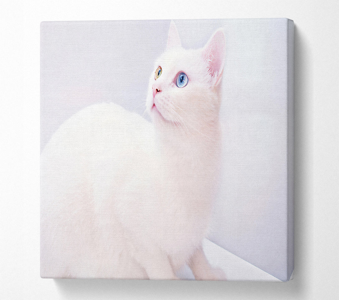  A Canvas Print of White Dreamy Gaze Canvas Print