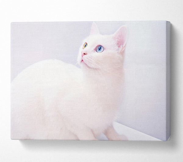  A Canvas Print of White Dreamy Gaze Canvas Print