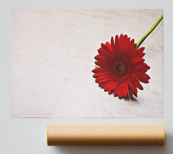 Crimson Bloom On White Giclee Print