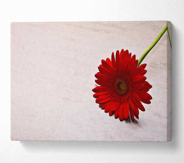  A Canvas Print of Crimson Bloom On White Canvas Wall Art
