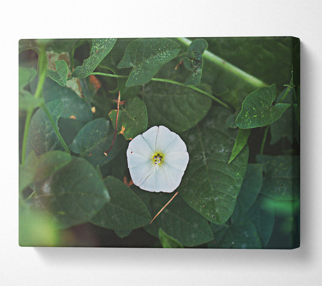  A Canvas Print of Loading... Canvas Print