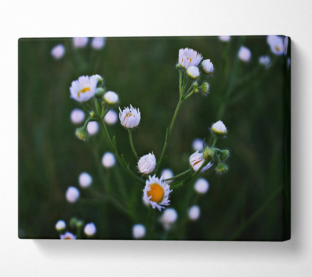  A Canvas Print of Green And White Blooms Canvas Art