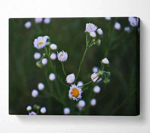  A Canvas Print of Green And White Blooms Canvas Art