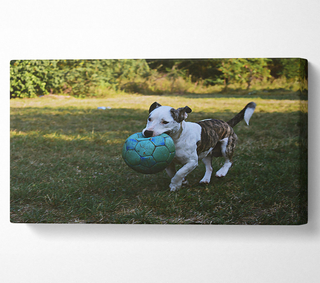  A Canvas Print of Blue Ball Adventure Canvas Wall Art