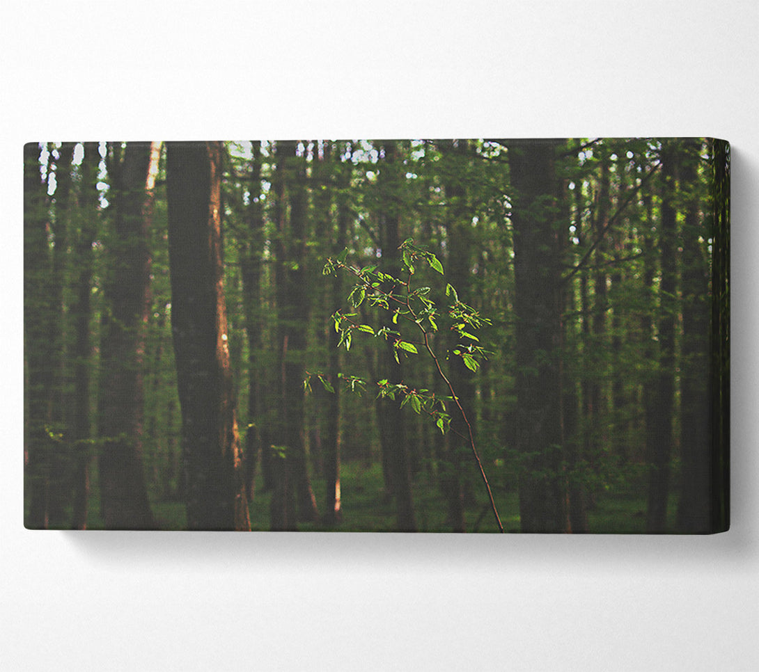  A Canvas Print of Green Light In The Woods Canvas Print