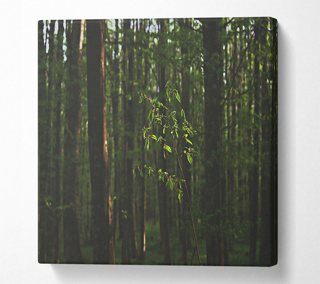  A Canvas Print of Green Light In The Woods Canvas Print