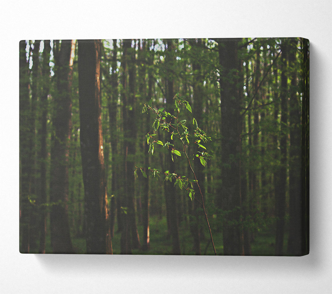  A Canvas Print of Green Light In The Woods Canvas Print