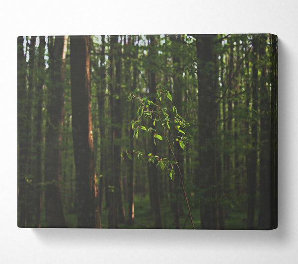  A Canvas Print of Green Light In The Woods Canvas Print