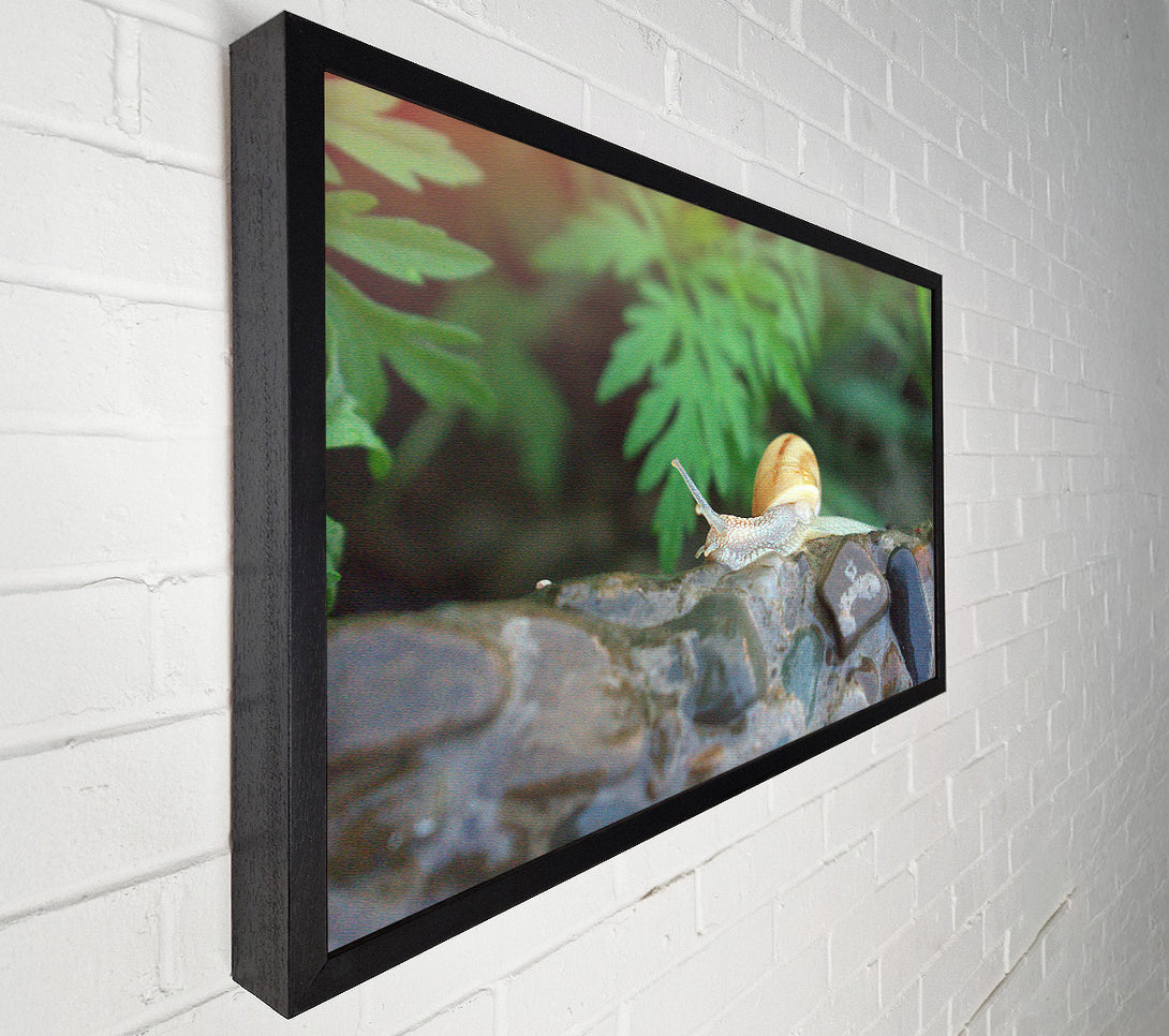  A Canvas Print of Green Shell On Stone Canvas Art
