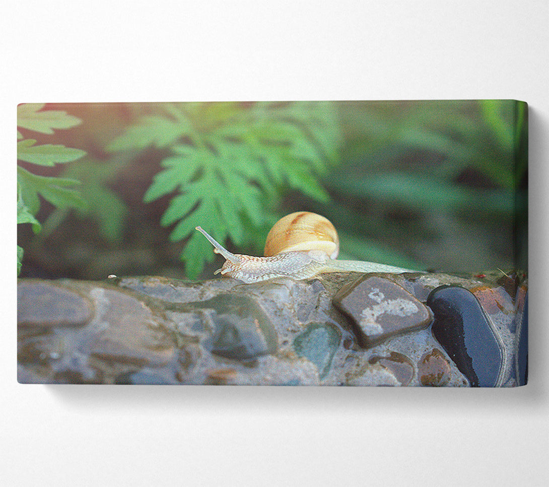  A Canvas Print of Green Shell On Stone Canvas Art