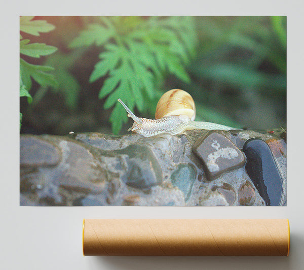 Green Shell On Stone Giclee Print