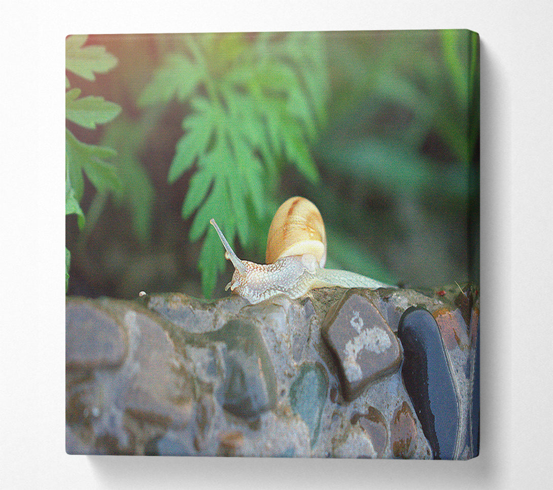  A Canvas Print of Green Shell On Stone Canvas Art