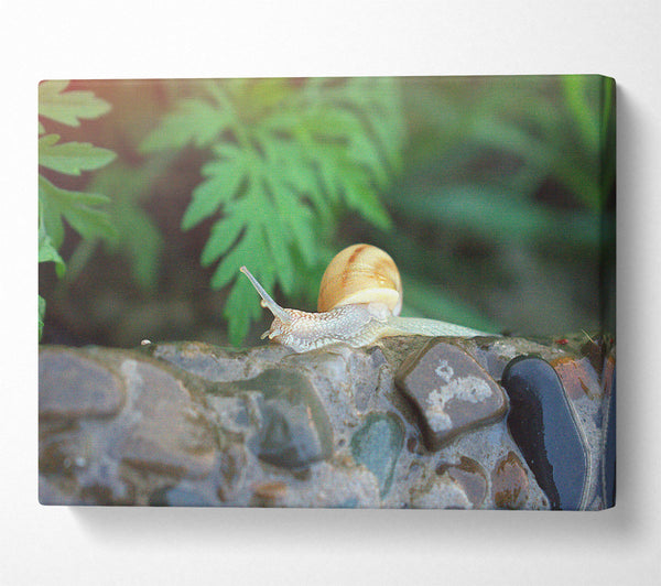  A Canvas Print of Green Shell On Stone Canvas Art