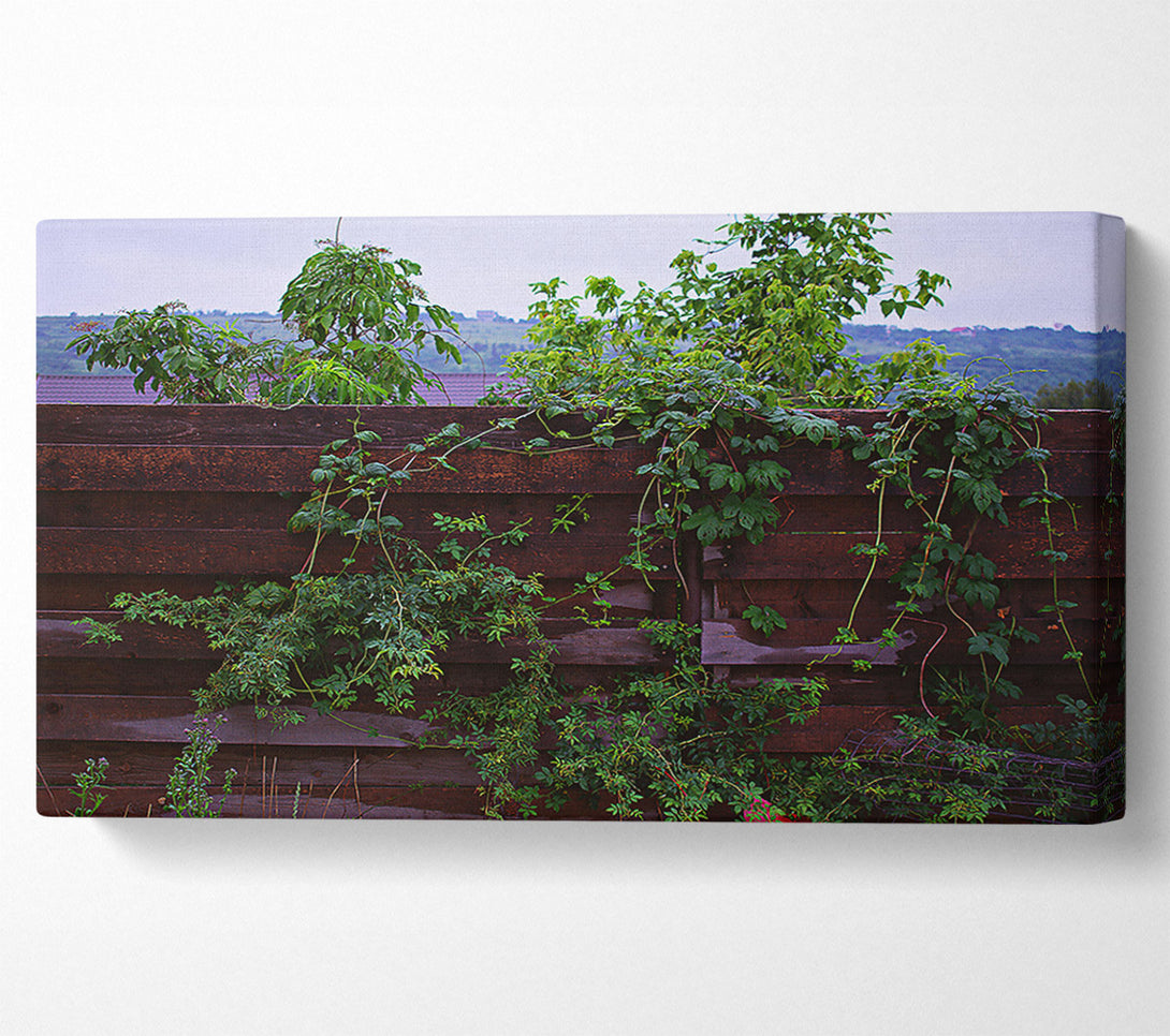  A Canvas Print of Dark Green Vines Canvas Print
