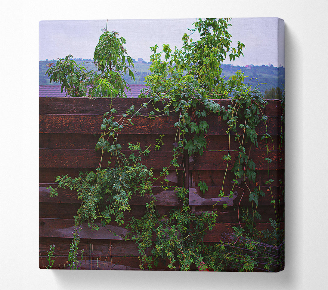  A Canvas Print of Dark Green Vines Canvas Print
