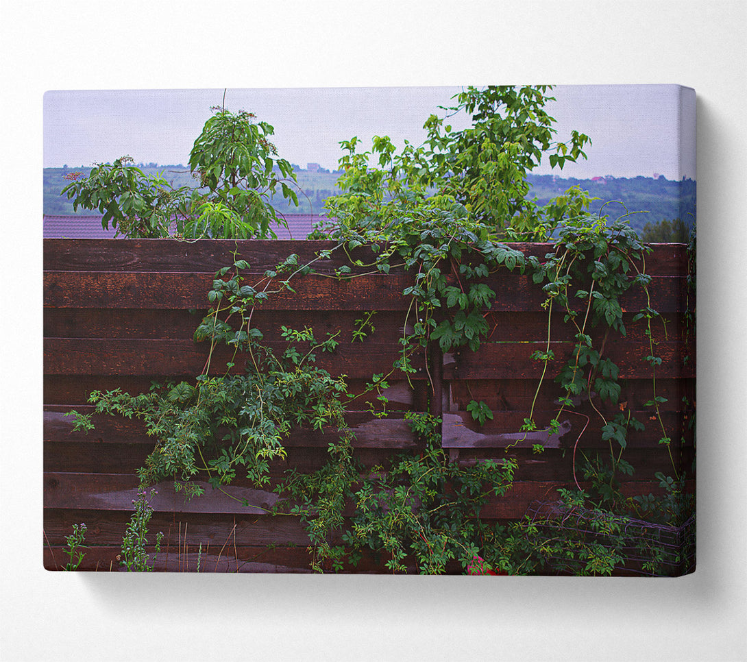  A Canvas Print of Dark Green Vines Canvas Print