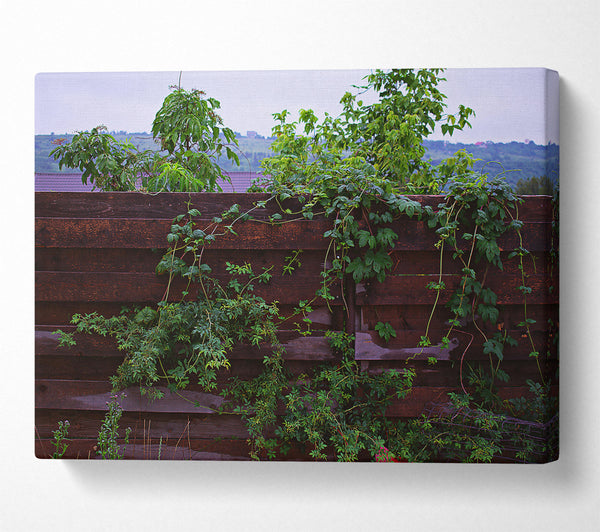  A Canvas Print of Dark Green Vines Canvas Print