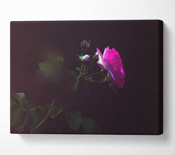  A Canvas Print of Pink Rose In Darkness Canvas Wall Art
