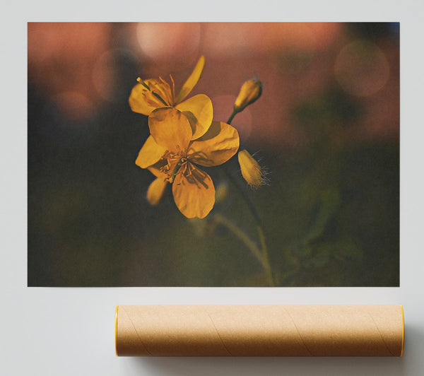 Golden Bloom'S Light Giclee Print
