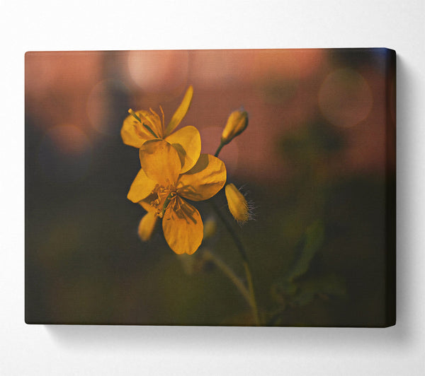  A Canvas Print of Golden Bloom'S Light Canvas Art