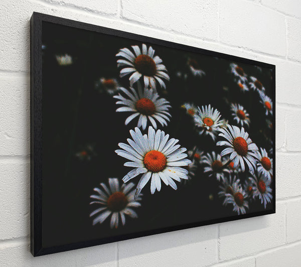 White Daisies In Darkness