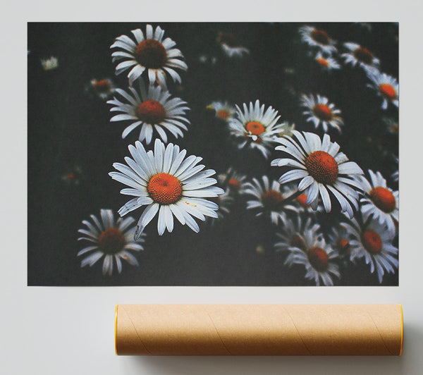 White Daisies In Darkness Print