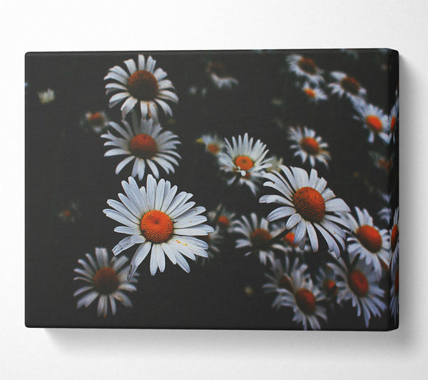  A Canvas Print of White Daisies In Darkness Canvas Wall Art