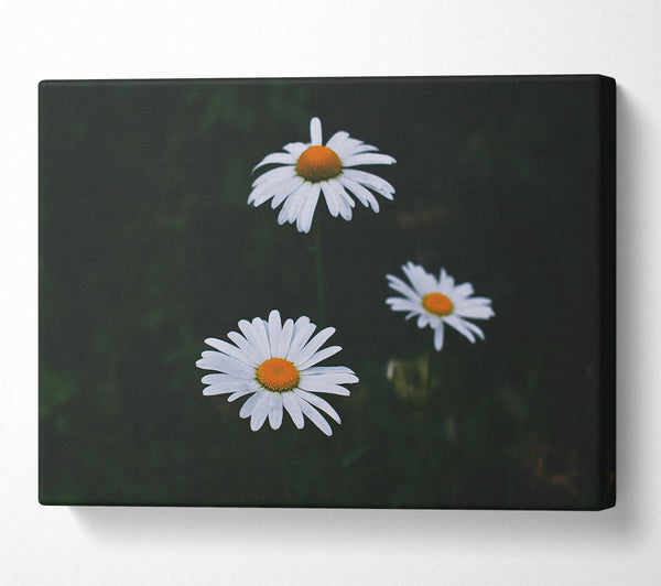  A Canvas Print of White Daisies In Dark Canvas Art
