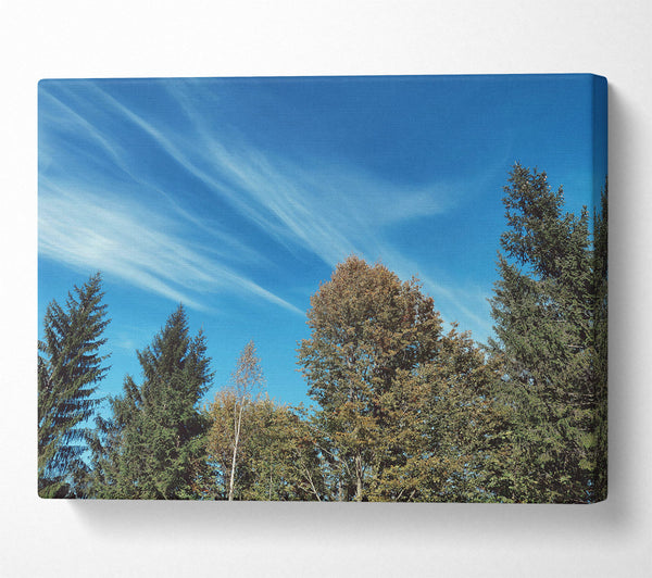  A Canvas Print of Azure Sky Canopy Canvas Art