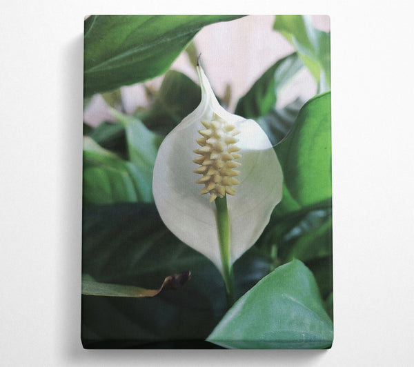  A Canvas Print of White Bloom'S Embrace Canvas Art