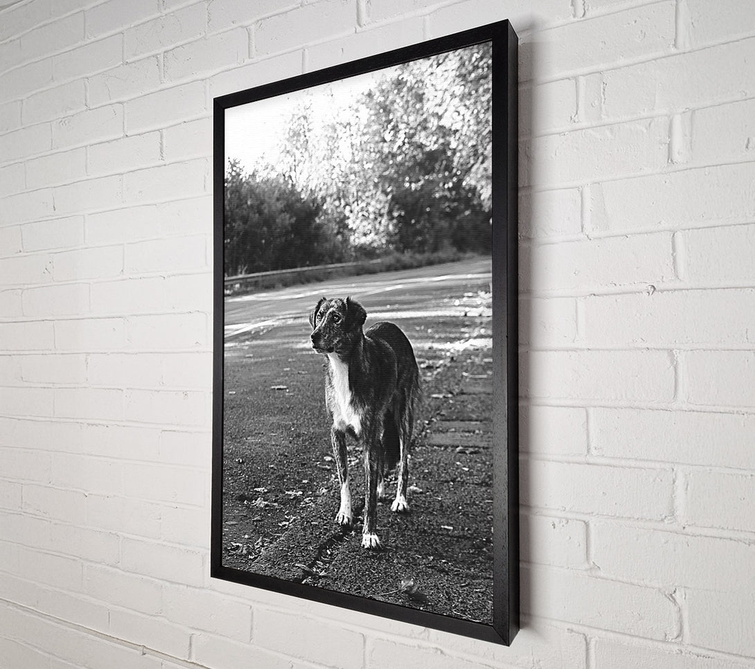  A Canvas Print of Grey Dog'S Gaze Canvas Art