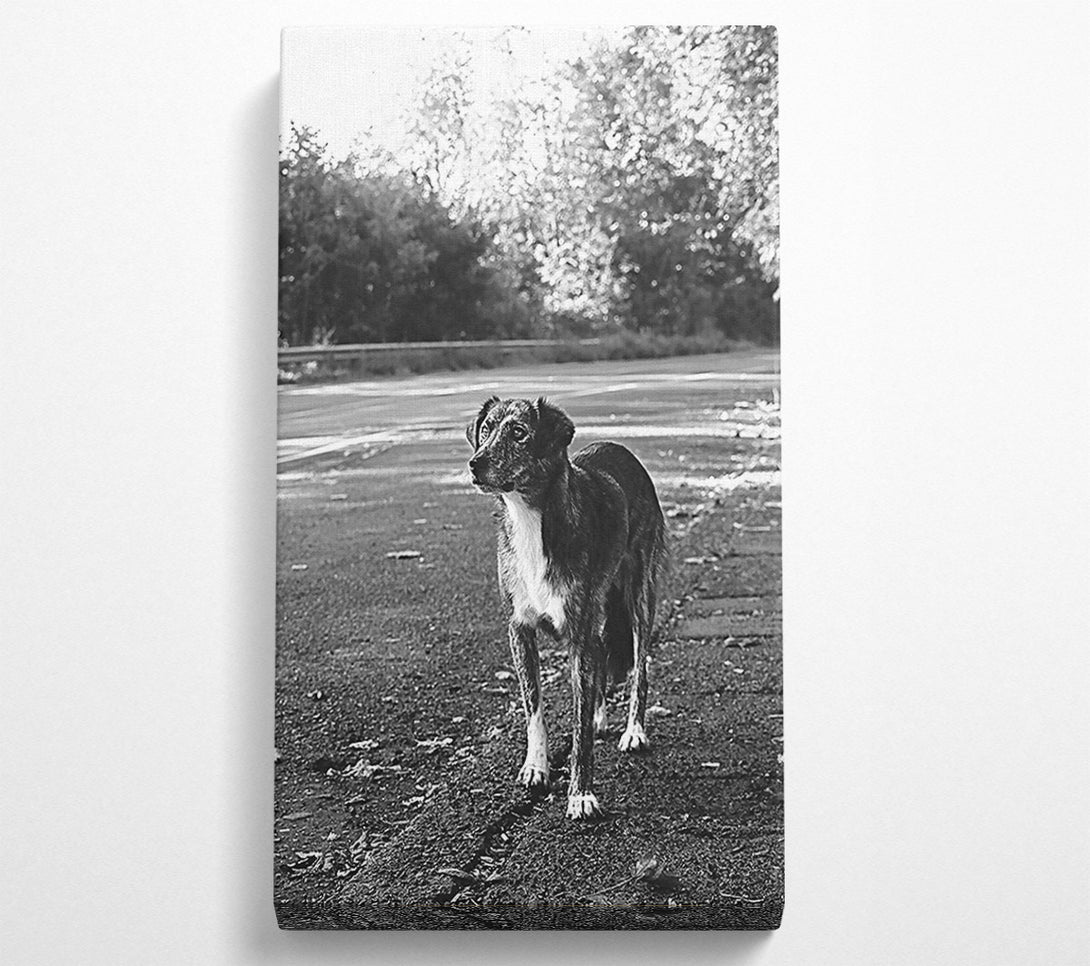  A Canvas Print of Grey Dog'S Gaze Canvas Art