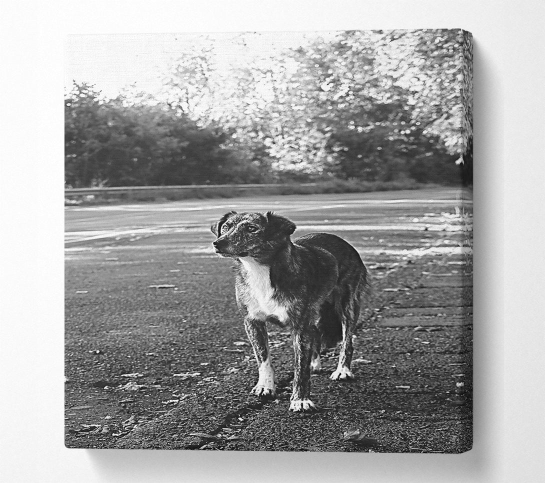  A Canvas Print of Grey Dog'S Gaze Canvas Art