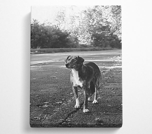  A Canvas Print of Grey Dog'S Gaze Canvas Art