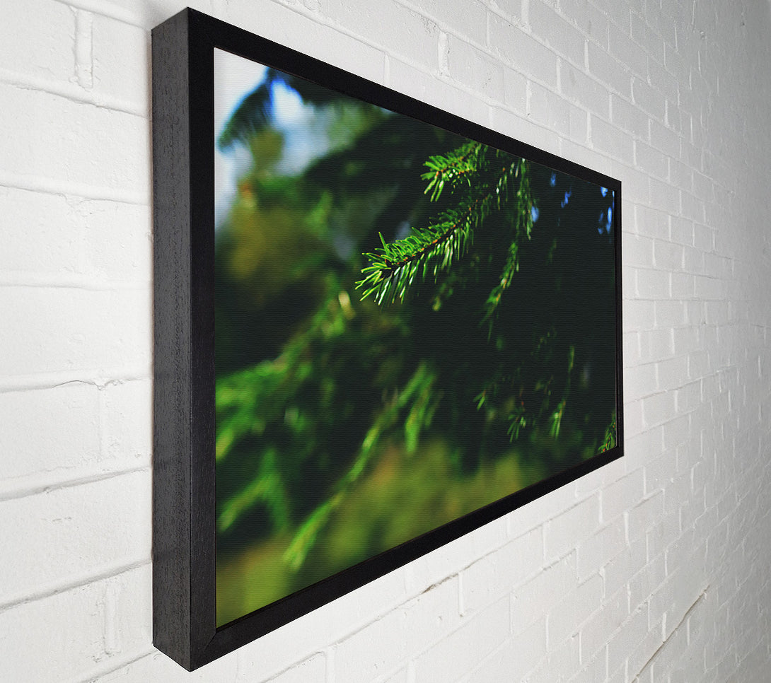  A Canvas Print of Emerald Evergreen Branch Canvas Print