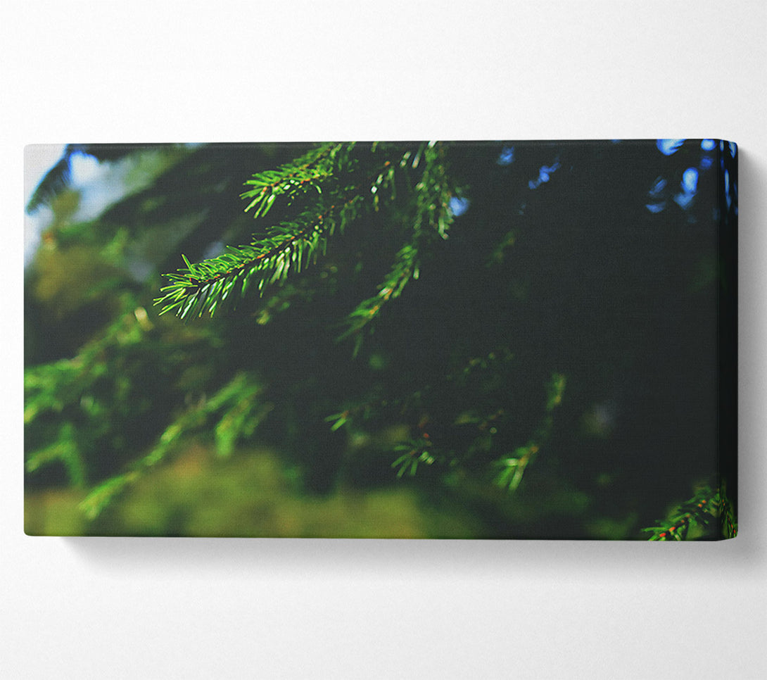  A Canvas Print of Emerald Evergreen Branch Canvas Print