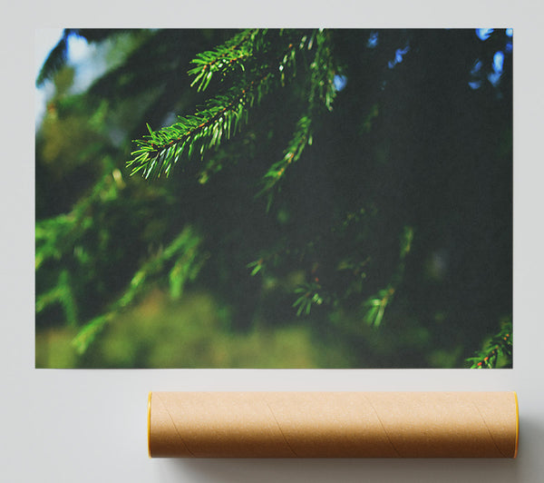 Emerald Evergreen Branch Giclee Print